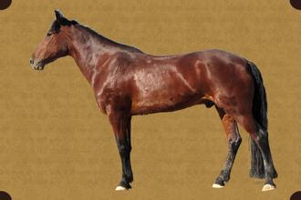 奇维克冰岛小矮马庄园。